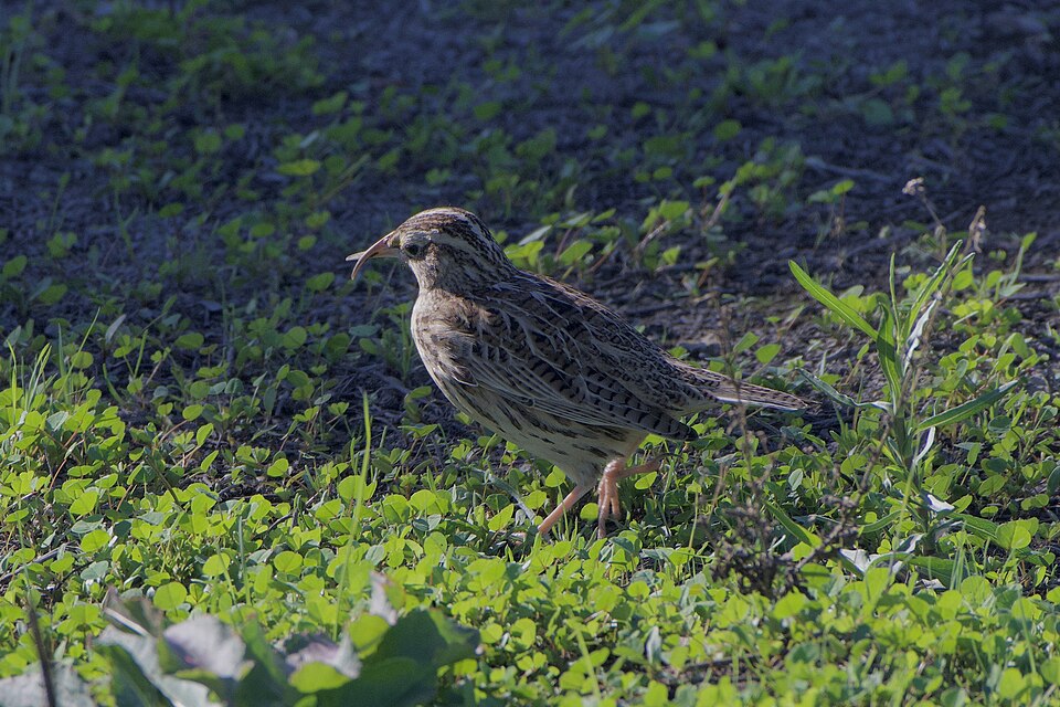 Western Meadowlark, the state bird of Wyoming